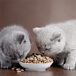 低碳水化合物乾糧