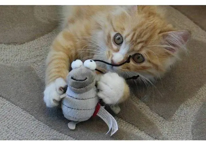 GiGwi Melody Chaser炫律發聲獵物系列- 蟋蟀外型+叫聲