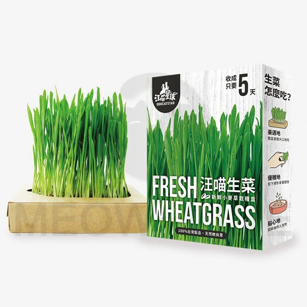 汪喵星球 貓草新鮮栽培盒-貓咪生菜